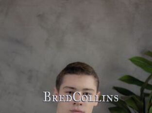 BredCollins Xxx Amateur