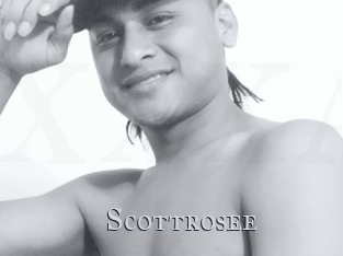 Scottrosee